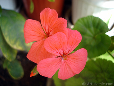 Red Colored Pelargonia -Geranium- flower. <i>(Family: Geraniaceae, Species: Pelargonium)</i> <br>Photo Date: May 2005, Location: Turkey/Istanbul-Mother`s Flowers, By: Artislamic.com