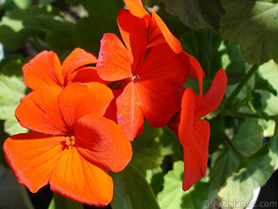 Krmz sardunya iei resmi. <i>(Ailesi: Geraniaceae, Tr: Pelargonium)</i> <br>ekim Tarihi: Mays 2005, Yer: stanbul-Annemin iekleri, Fotoraf: islamiSanat.net