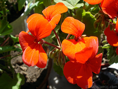 Red Colored Pelargonia -Geranium- flower. <i>(Family: Geraniaceae, Species: Pelargonium)</i> <br>Photo Date: May 2005, Location: Turkey/Istanbul-Mother`s Flowers, By: Artislamic.com