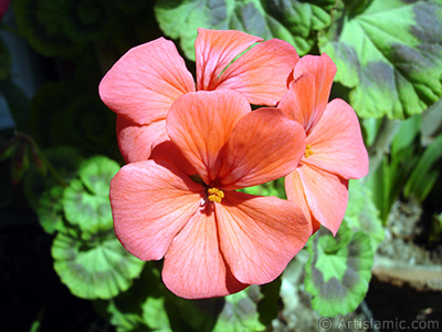 Red Colored Pelargonia -Geranium- flower. <i>(Family: Geraniaceae, Species: Pelargonium)</i> <br>Photo Date: May 2005, Location: Turkey/Istanbul-Mother`s Flowers, By: Artislamic.com