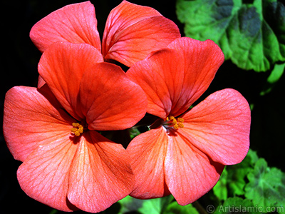 Red Colored Pelargonia -Geranium- flower. <i>(Family: Geraniaceae, Species: Pelargonium)</i> <br>Photo Date: May 2005, Location: Turkey/Istanbul-Mother`s Flowers, By: Artislamic.com