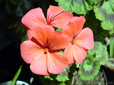 Red Colored Pelargonia -Geranium- flower. <i>(Family: Geraniaceae, Species: Pelargonium)</i> <br>Photo Date: May 2005, Location: Turkey/Istanbul-Mother`s Flowers, By: Artislamic.com