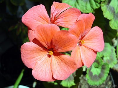 Red Colored Pelargonia -Geranium- flower. <i>(Family: Geraniaceae, Species: Pelargonium)</i> <br>Photo Date: May 2005, Location: Turkey/Istanbul-Mother`s Flowers, By: Artislamic.com