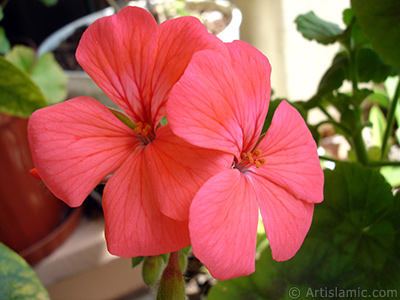 Krmz sardunya iei resmi. <i>(Ailesi: Geraniaceae, Tr: Pelargonium)</i> <br>ekim Tarihi: Mays 2005, Yer: stanbul-Annemin iekleri, Fotoraf: islamiSanat.net