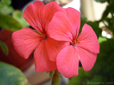 Red Colored Pelargonia -Geranium- flower. <i>(Family: Geraniaceae, Species: Pelargonium)</i> <br>Photo Date: May 2005, Location: Turkey/Istanbul-Mother`s Flowers, By: Artislamic.com