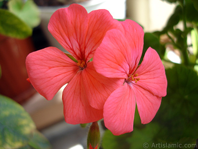 Red Colored Pelargonia -Geranium- flower. <i>(Family: Geraniaceae, Species: Pelargonium)</i> <br>Photo Date: May 2005, Location: Turkey/Istanbul-Mother`s Flowers, By: Artislamic.com