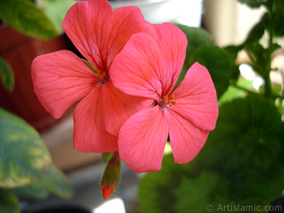 Red Colored Pelargonia -Geranium- flower. <i>(Family: Geraniaceae, Species: Pelargonium)</i> <br>Photo Date: May 2005, Location: Turkey/Istanbul-Mother`s Flowers, By: Artislamic.com