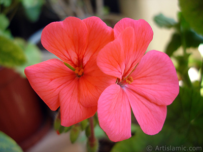 Red Colored Pelargonia -Geranium- flower. <i>(Family: Geraniaceae, Species: Pelargonium)</i> <br>Photo Date: May 2005, Location: Turkey/Istanbul-Mother`s Flowers, By: Artislamic.com