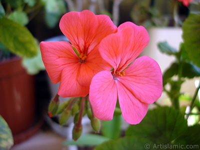 Red Colored Pelargonia -Geranium- flower. <i>(Family: Geraniaceae, Species: Pelargonium)</i> <br>Photo Date: May 2005, Location: Turkey/Istanbul-Mother`s Flowers, By: Artislamic.com