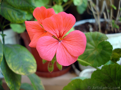 Red Colored Pelargonia -Geranium- flower. <i>(Family: Geraniaceae, Species: Pelargonium)</i> <br>Photo Date: May 2005, Location: Turkey/Istanbul-Mother`s Flowers, By: Artislamic.com