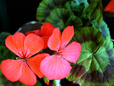 Red Colored Pelargonia -Geranium- flower. <i>(Family: Geraniaceae, Species: Pelargonium)</i> <br>Photo Date: May 2005, Location: Turkey/Istanbul-Mother`s Flowers, By: Artislamic.com