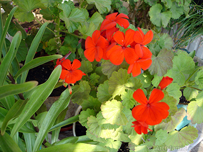 Krmz sardunya iei resmi. <i>(Ailesi: Geraniaceae, Tr: Pelargonium)</i> <br>ekim Tarihi: Mays 2005, Yer: stanbul-Annemin iekleri, Fotoraf: islamiSanat.net