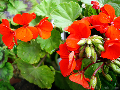 Krmz sardunya iei resmi. <i>(Ailesi: Geraniaceae, Tr: Pelargonium)</i> <br>ekim Tarihi: Nisan 2005, Yer: stanbul-Annemin iekleri, Fotoraf: islamiSanat.net