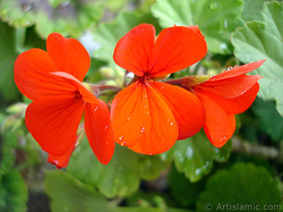 Krmz sardunya iei resmi. <i>(Ailesi: Geraniaceae, Tr: Pelargonium)</i> <br>ekim Tarihi: Nisan 2005, Yer: stanbul-Annemin iekleri, Fotoraf: islamiSanat.net