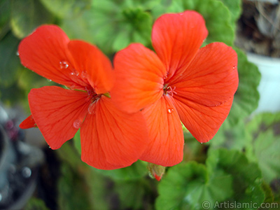 Krmz sardunya iei resmi. <i>(Ailesi: Geraniaceae, Tr: Pelargonium)</i> <br>ekim Tarihi: Nisan 2005, Yer: stanbul-Annemin iekleri, Fotoraf: islamiSanat.net