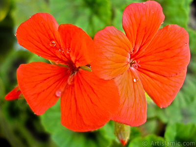 Red Colored Pelargonia -Geranium- flower. <i>(Family: Geraniaceae, Species: Pelargonium)</i> <br>Photo Date: April 2005, Location: Turkey/Istanbul-Mother`s Flowers, By: Artislamic.com