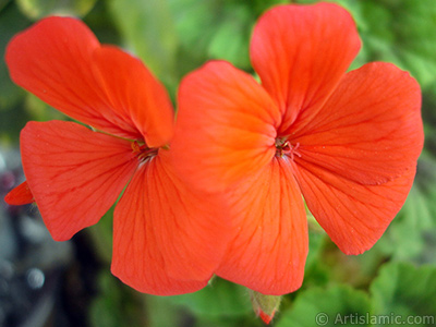 Krmz sardunya iei resmi. <i>(Ailesi: Geraniaceae, Tr: Pelargonium)</i> <br>ekim Tarihi: Nisan 2005, Yer: stanbul-Annemin iekleri, Fotoraf: islamiSanat.net