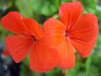 Krmz sardunya iei resmi. <i>(Ailesi: Geraniaceae, Tr: Pelargonium)</i> <br>ekim Tarihi: Nisan 2005, Yer: stanbul-Annemin iekleri, Fotoraf: islamiSanat.net