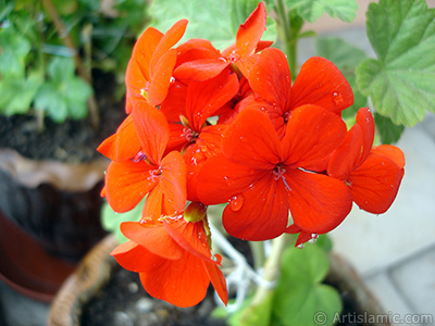 Krmz sardunya iei resmi. <i>(Ailesi: Geraniaceae, Tr: Pelargonium)</i> <br>ekim Tarihi: Nisan 2005, Yer: stanbul-Annemin iekleri, Fotoraf: islamiSanat.net