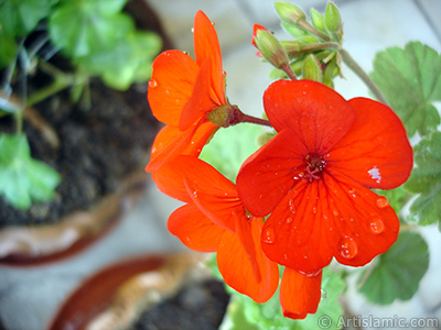 Krmz sardunya iei resmi. <i>(Ailesi: Geraniaceae, Tr: Pelargonium)</i> <br>ekim Tarihi: Nisan 2005, Yer: stanbul-Annemin iekleri, Fotoraf: islamiSanat.net