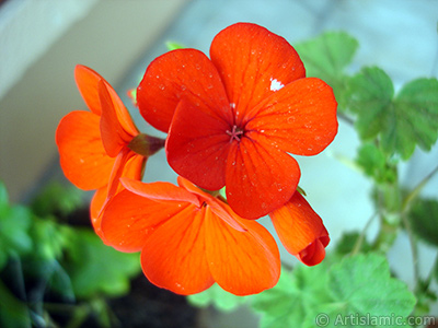 Red Colored Pelargonia -Geranium- flower. <i>(Family: Geraniaceae, Species: Pelargonium)</i> <br>Photo Date: April 2005, Location: Turkey/Istanbul-Mother`s Flowers, By: Artislamic.com