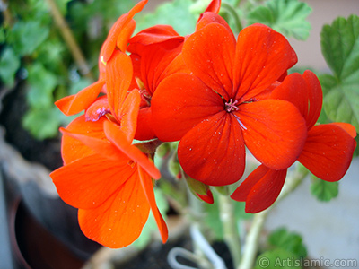 Krmz sardunya iei resmi. <i>(Ailesi: Geraniaceae, Tr: Pelargonium)</i> <br>ekim Tarihi: Nisan 2005, Yer: stanbul-Annemin iekleri, Fotoraf: islamiSanat.net