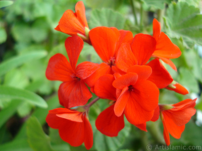 Krmz sardunya iei resmi. <i>(Ailesi: Geraniaceae, Tr: Pelargonium)</i> <br>ekim Tarihi: Nisan 2005, Yer: stanbul-Annemin iekleri, Fotoraf: islamiSanat.net