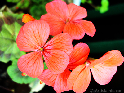 Red Colored Pelargonia -Geranium- flower. <i>(Family: Geraniaceae, Species: Pelargonium)</i> <br>Photo Date: April 2005, Location: Turkey/Istanbul-Mother`s Flowers, By: Artislamic.com