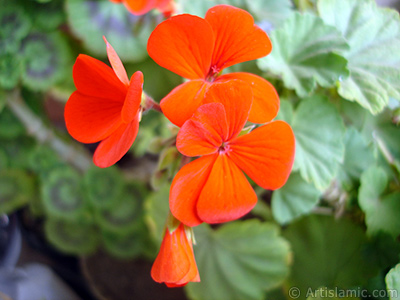 Red Colored Pelargonia -Geranium- flower. <i>(Family: Geraniaceae, Species: Pelargonium)</i> <br>Photo Date: April 2005, Location: Turkey/Istanbul-Mother`s Flowers, By: Artislamic.com