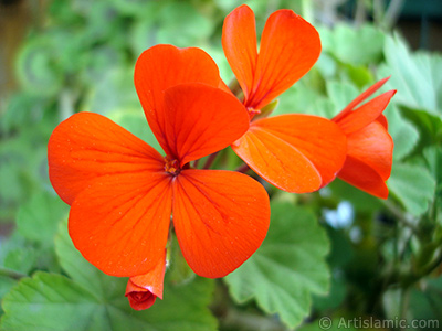 Red Colored Pelargonia -Geranium- flower. <i>(Family: Geraniaceae, Species: Pelargonium)</i> <br>Photo Date: April 2005, Location: Turkey/Istanbul-Mother`s Flowers, By: Artislamic.com