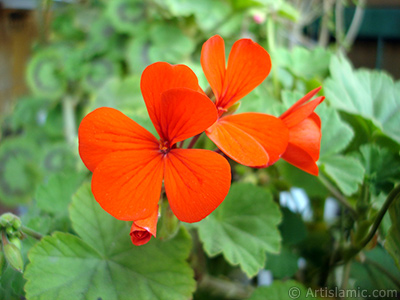 Krmz sardunya iei resmi. <i>(Ailesi: Geraniaceae, Tr: Pelargonium)</i> <br>ekim Tarihi: Nisan 2005, Yer: stanbul-Annemin iekleri, Fotoraf: islamiSanat.net