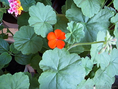 Krmz sardunya iei resmi. <i>(Ailesi: Geraniaceae, Tr: Pelargonium)</i> <br>ekim Tarihi: Ocak 2002, Yer: stanbul-Annemin iekleri, Fotoraf: islamiSanat.net