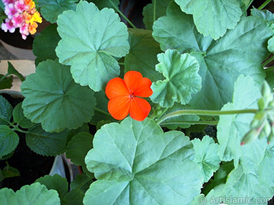 Krmz sardunya iei resmi. <i>(Ailesi: Geraniaceae, Tr: Pelargonium)</i> <br>ekim Tarihi: Ocak 2002, Yer: stanbul-Annemin iekleri, Fotoraf: islamiSanat.net