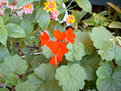 Red Colored Pelargonia -Geranium- flower. <i>(Family: Geraniaceae, Species: Pelargonium)</i> <br>Photo Date: January 2002, Location: Turkey/Istanbul-Mother`s Flowers, By: Artislamic.com