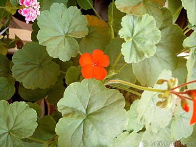 Krmz sardunya iei resmi. <i>(Ailesi: Geraniaceae, Tr: Pelargonium)</i> <br>ekim Tarihi: Ocak 2002, Yer: stanbul-Annemin iekleri, Fotoraf: islamiSanat.net