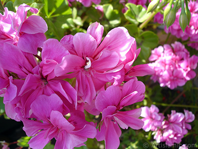 Pink Colored Pelargonia -Geranium- flower. <i>(Family: Geraniaceae, Species: Pelargonium)</i> <br>Photo Date: May 2009, Location: Turkey/Istanbul-Mother`s Flowers, By: Artislamic.com