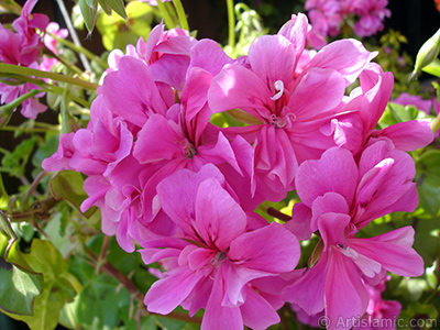 Pembe sardunya iei resmi. <i>(Ailesi: Geraniaceae, Tr: Pelargonium)</i> <br>ekim Tarihi: Mays 2009, Yer: stanbul-Annemin iekleri, Fotoraf: islamiSanat.net