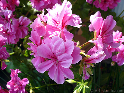 Pembe sardunya iei resmi. <i>(Ailesi: Geraniaceae, Tr: Pelargonium)</i> <br>ekim Tarihi: Mays 2009, Yer: stanbul-Annemin iekleri, Fotoraf: islamiSanat.net