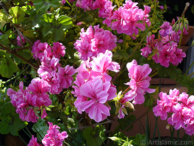 Pembe sardunya iei resmi. <i>(Ailesi: Geraniaceae, Tr: Pelargonium)</i> <br>ekim Tarihi: Mays 2009, Yer: stanbul-Annemin iekleri, Fotoraf: islamiSanat.net