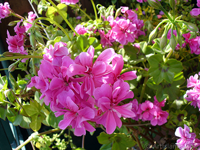 Pembe sardunya iei resmi. <i>(Ailesi: Geraniaceae, Tr: Pelargonium)</i> <br>ekim Tarihi: Mays 2009, Yer: stanbul-Annemin iekleri, Fotoraf: islamiSanat.net