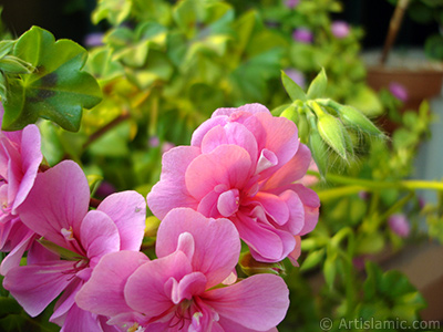 Pembe sardunya iei resmi. <i>(Ailesi: Geraniaceae, Tr: Pelargonium)</i> <br>ekim Tarihi: Mays 2009, Yer: stanbul-Annemin iekleri, Fotoraf: islamiSanat.net