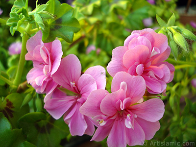 Pink Colored Pelargonia -Geranium- flower. <i>(Family: Geraniaceae, Species: Pelargonium)</i> <br>Photo Date: May 2009, Location: Turkey/Istanbul-Mother`s Flowers, By: Artislamic.com