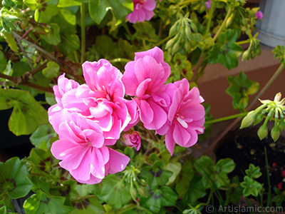 Pink Colored Pelargonia -Geranium- flower. <i>(Family: Geraniaceae, Species: Pelargonium)</i> <br>Photo Date: May 2009, Location: Turkey/Istanbul-Mother`s Flowers, By: Artislamic.com