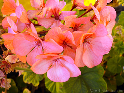 Pink Colored Pelargonia -Geranium- flower. <i>(Family: Geraniaceae, Species: Pelargonium)</i> <br>Photo Date: October 2008, Location: Turkey/Istanbul-Mother`s Flowers, By: Artislamic.com