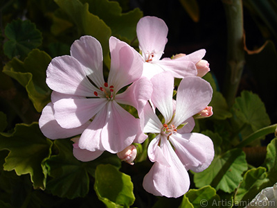 Pink Colored Pelargonia -Geranium- flower. <i>(Family: Geraniaceae, Species: Pelargonium)</i> <br>Photo Date: September 2006, Location: Turkey/Istanbul-Mother`s Flowers, By: Artislamic.com