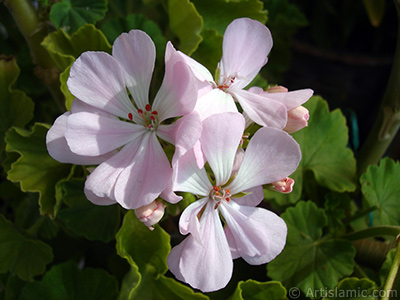 Pink Colored Pelargonia -Geranium- flower. <i>(Family: Geraniaceae, Species: Pelargonium)</i> <br>Photo Date: September 2006, Location: Turkey/Istanbul-Mother`s Flowers, By: Artislamic.com