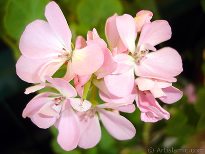 Pink Colored Pelargonia -Geranium- flower. <i>(Family: Geraniaceae, Species: Pelargonium)</i> <br>Photo Date: June 2006, Location: Turkey/Istanbul-Mother`s Flowers, By: Artislamic.com