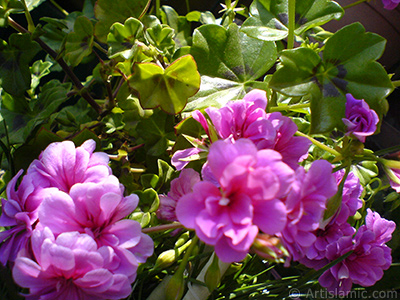 Pink Colored Pelargonia -Geranium- flower. <i>(Family: Geraniaceae, Species: Pelargonium)</i> <br>Photo Date: May 2008, Location: Turkey/Istanbul-Mother`s Flowers, By: Artislamic.com