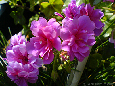 Pink Colored Pelargonia -Geranium- flower. <i>(Family: Geraniaceae, Species: Pelargonium)</i> <br>Photo Date: May 2008, Location: Turkey/Istanbul-Mother`s Flowers, By: Artislamic.com