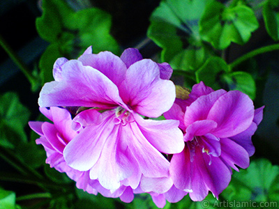 Pink Colored Pelargonia -Geranium- flower. <i>(Family: Geraniaceae, Species: Pelargonium)</i> <br>Photo Date: May 2008, Location: Turkey/Istanbul-Mother`s Flowers, By: Artislamic.com